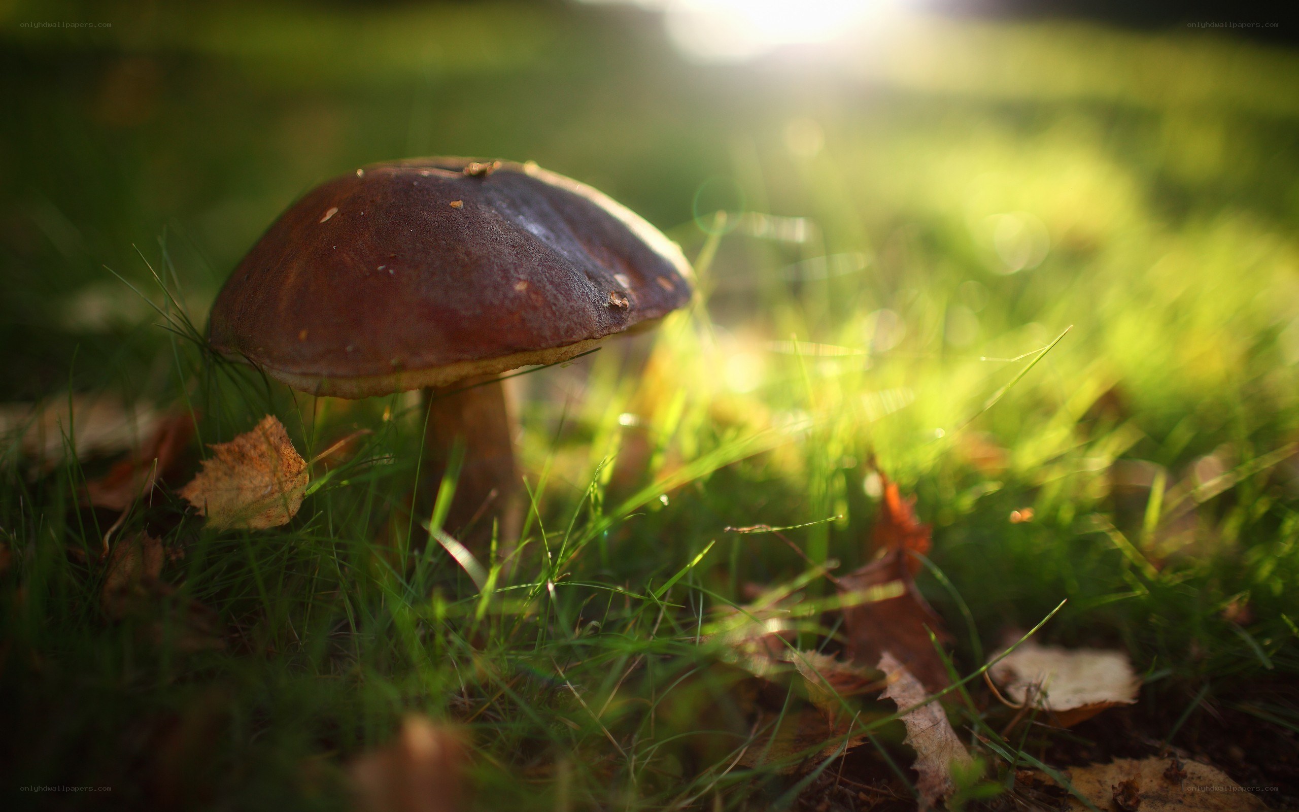 mushroom in sunlit grass