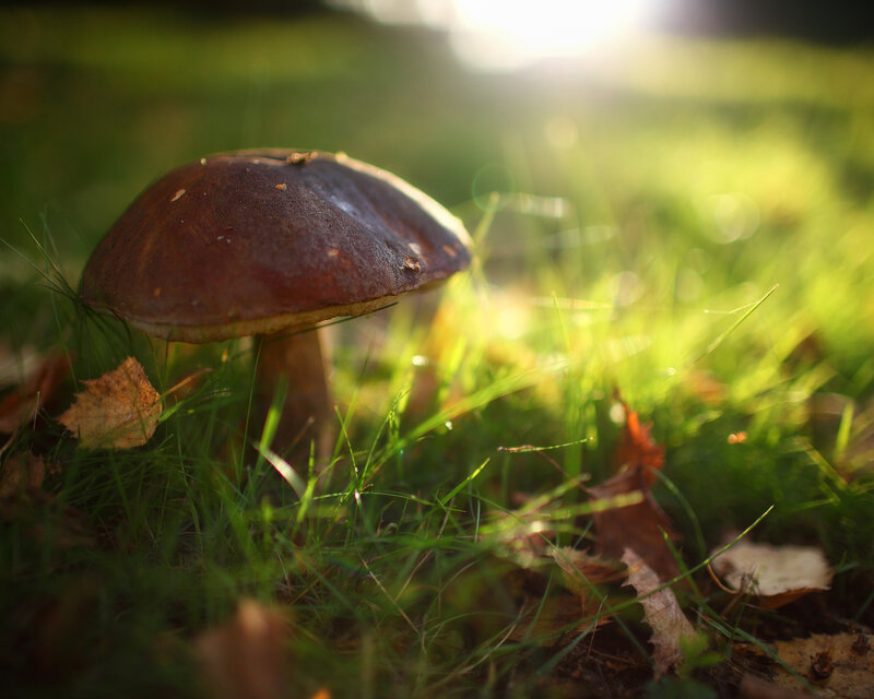 mushroom in sunlit grass
