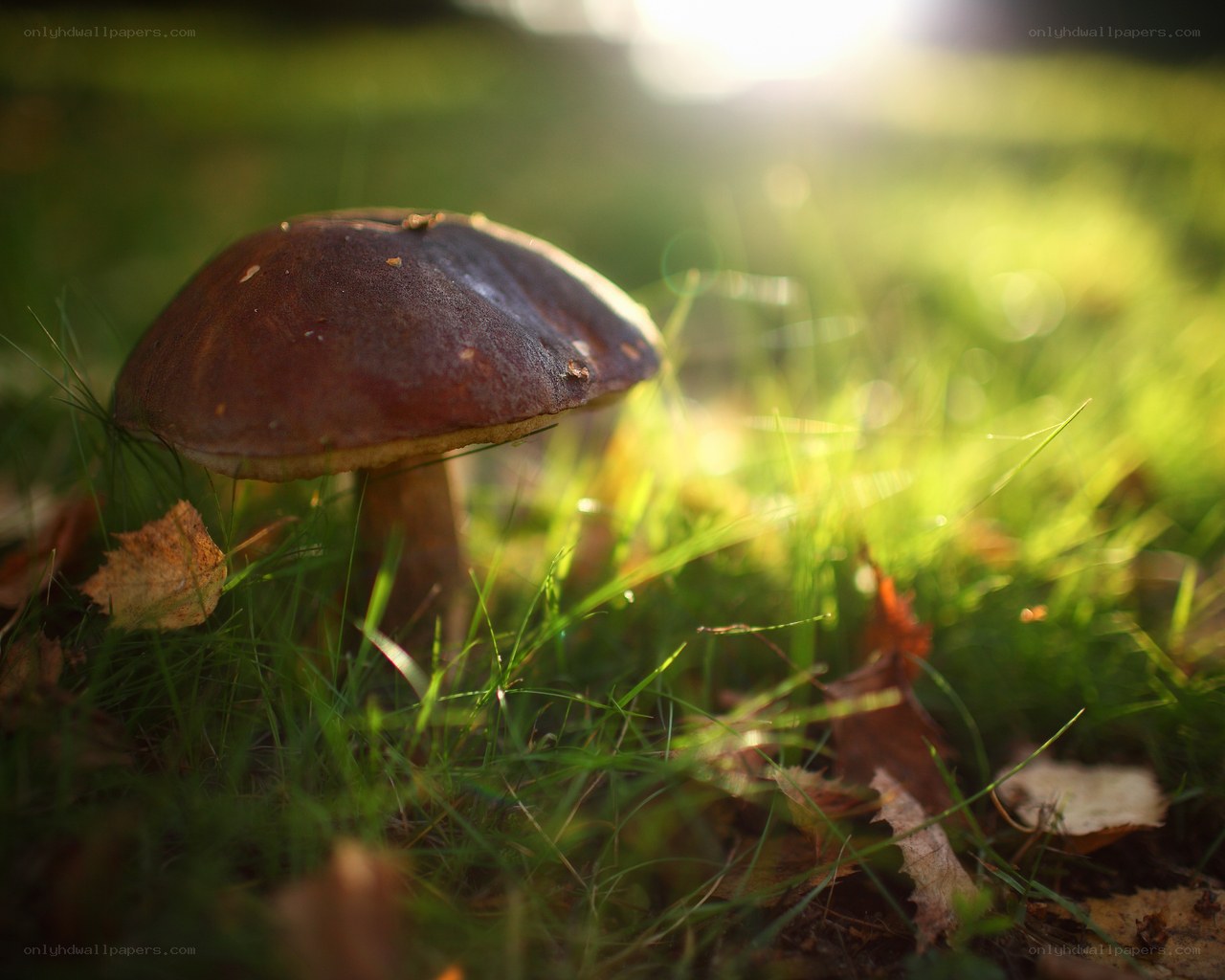 mushroom in sunlit grass