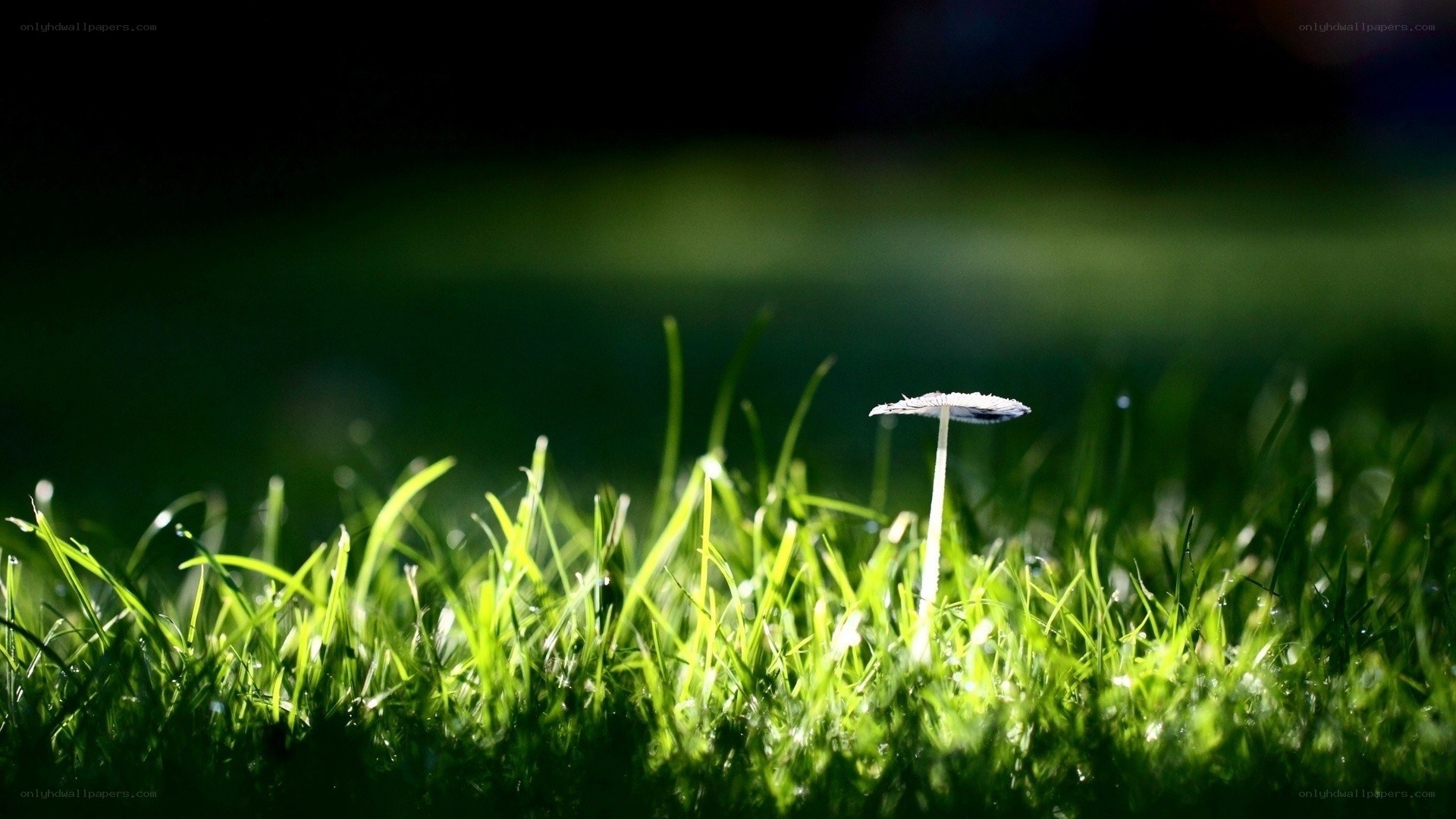 Mushroom in sunlit grass