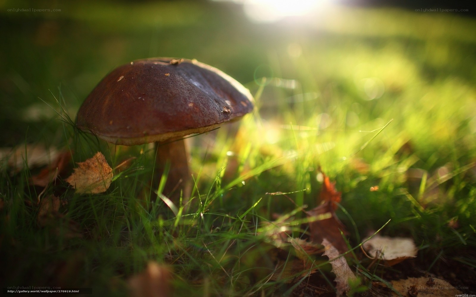 mushroom in sunlit grass