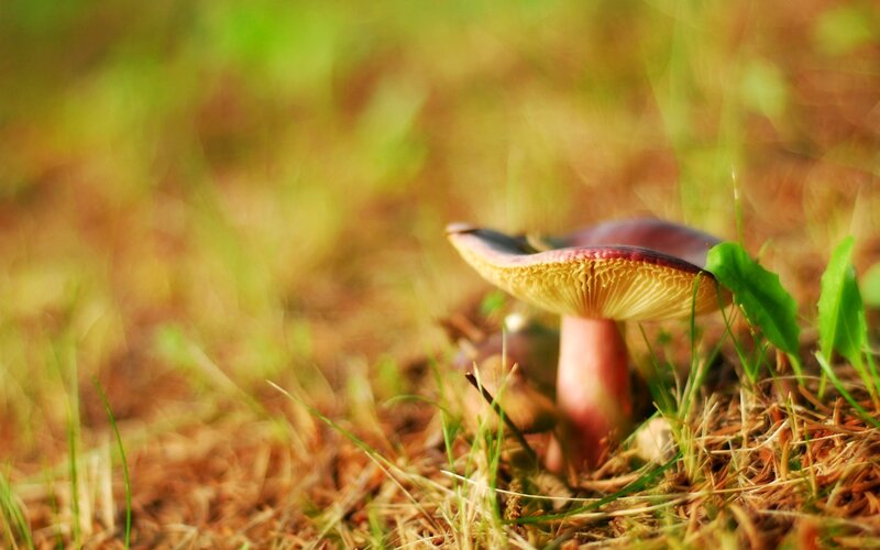 mushroom in the grass