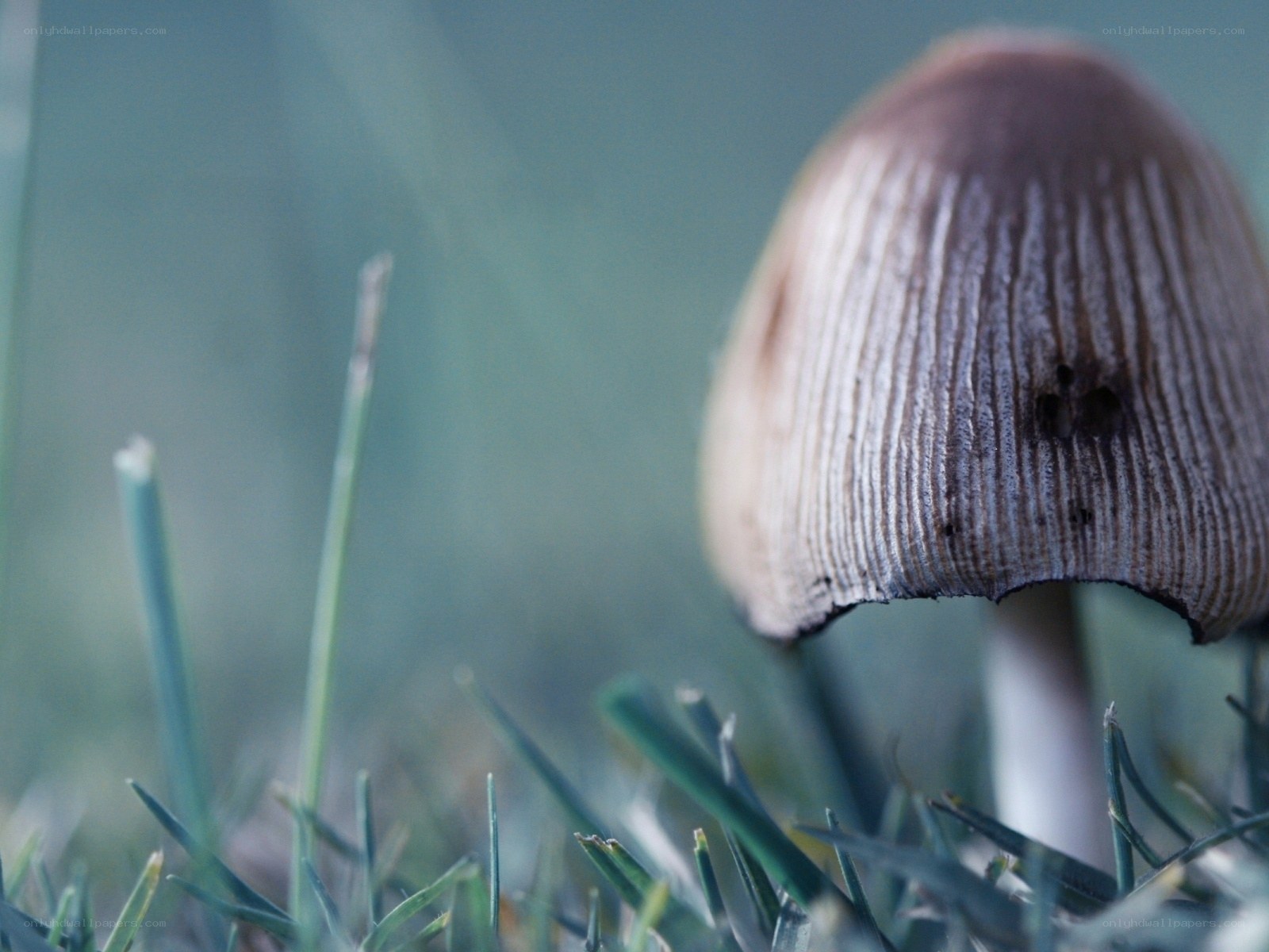 mushroom in the grass