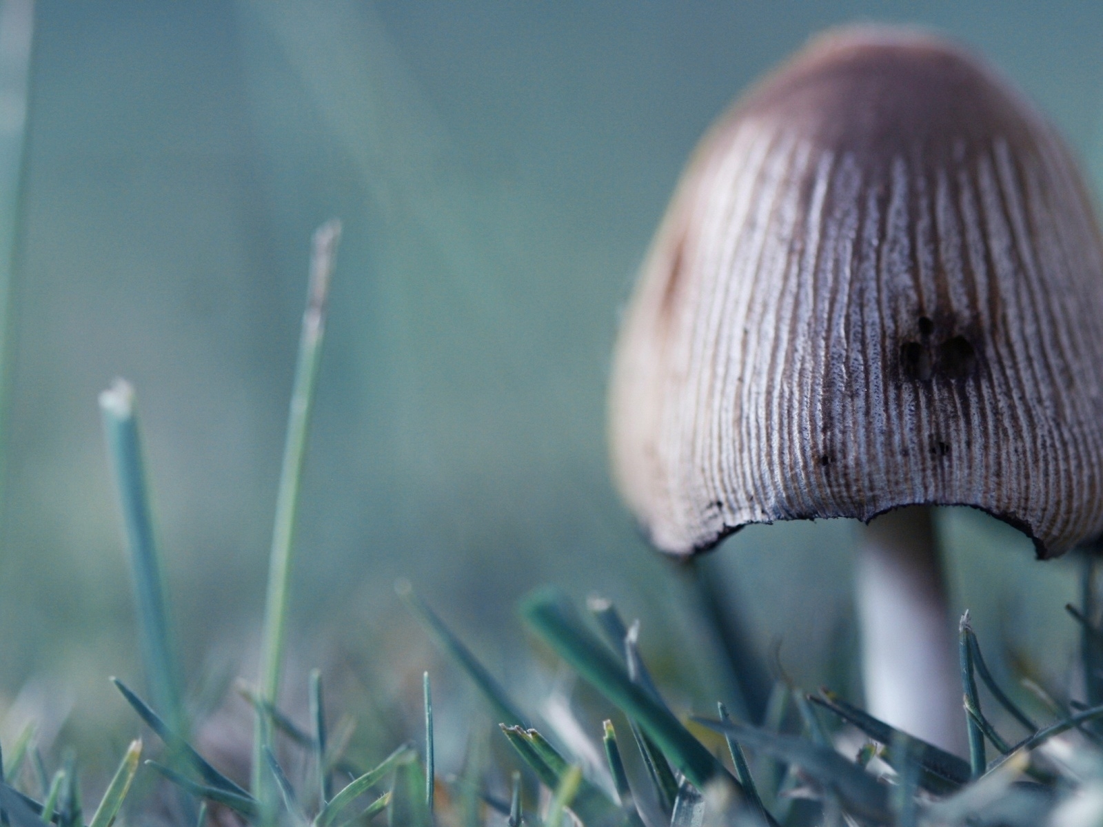 mushroom in the grass