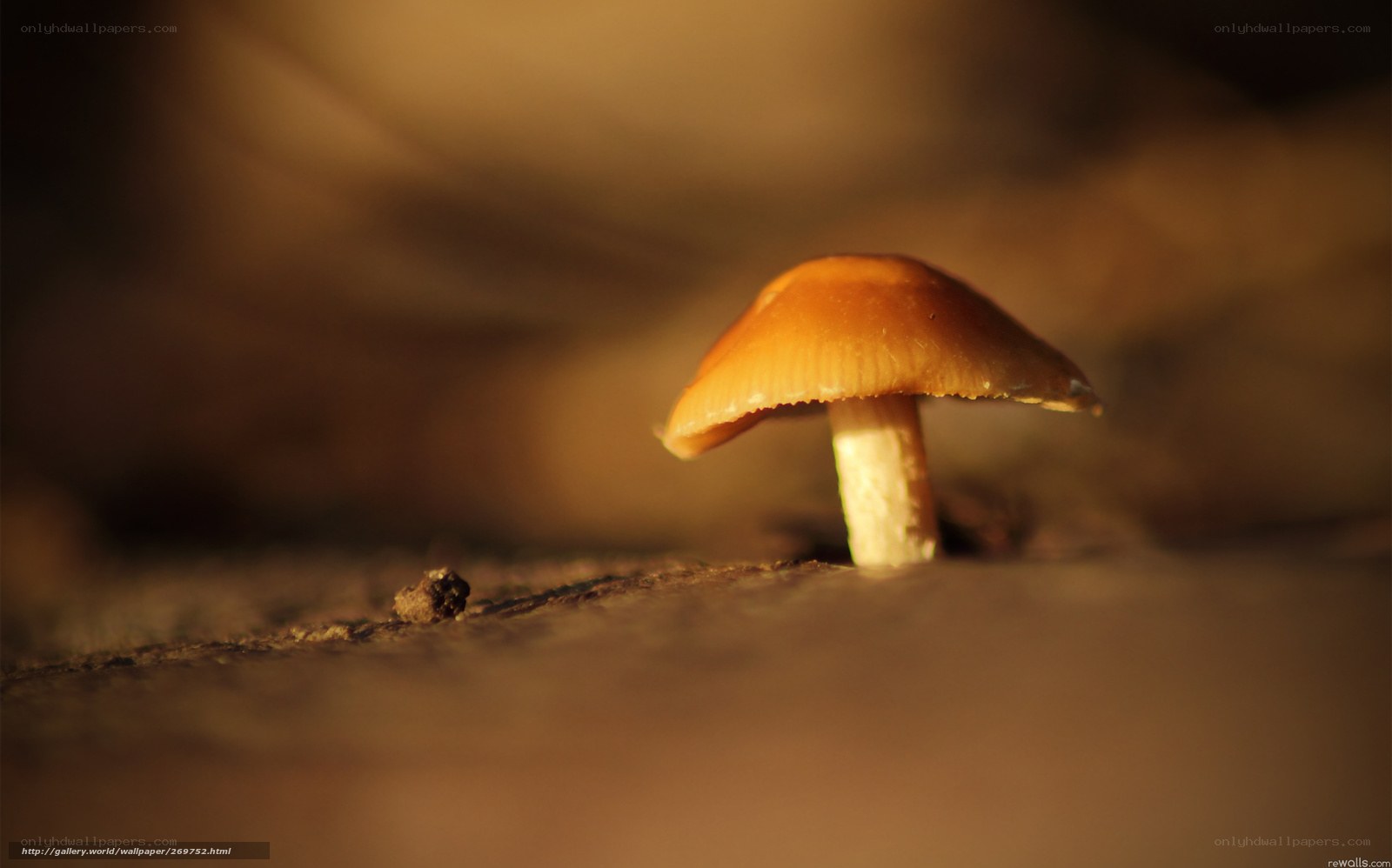 Mushroom in warm light