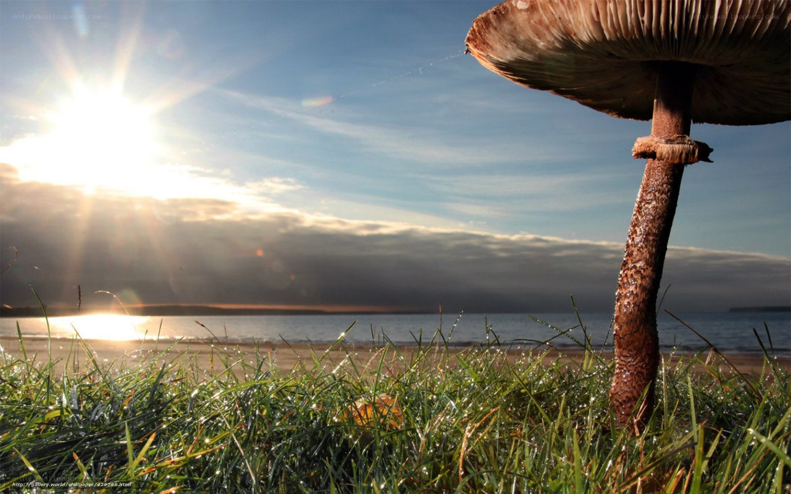 Mushroom on a beach at sunrise