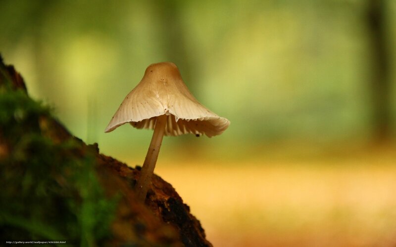 mushroom on a log