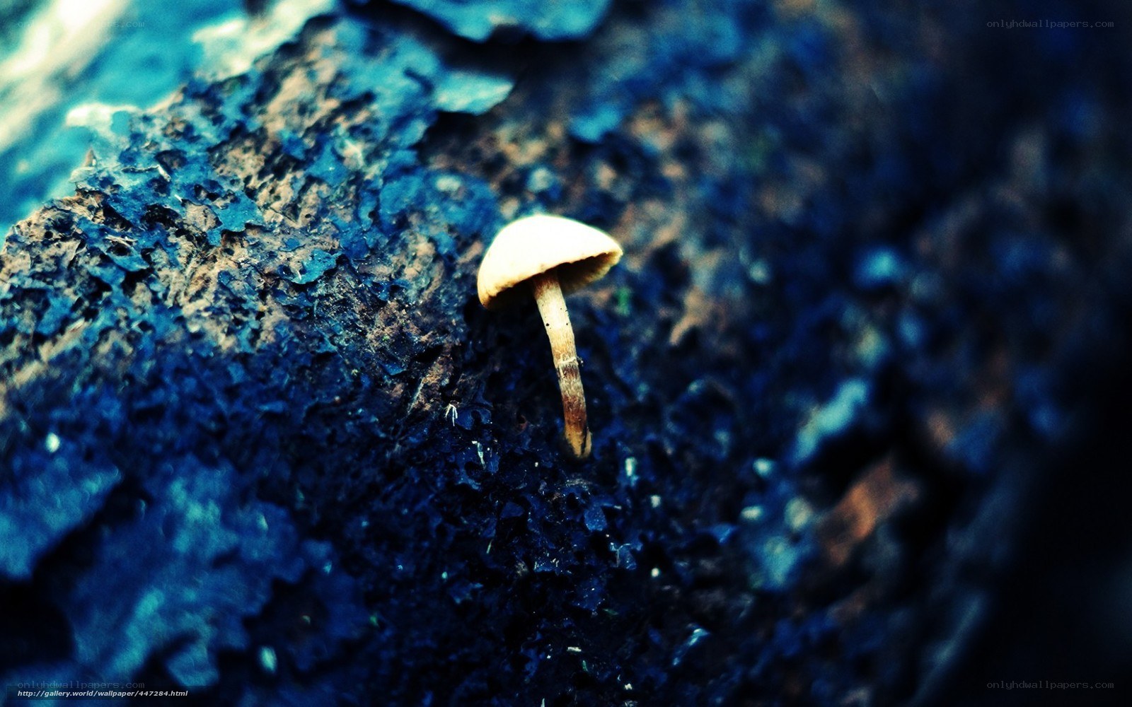 Mushroom on decaying wood