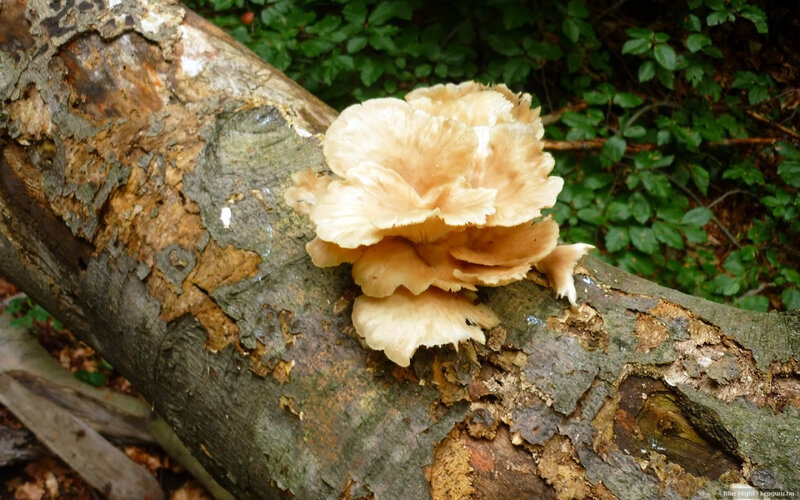 Mushroom on Log