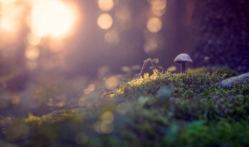 Mushroom on Moss — Green, Serene, Sunset