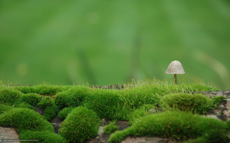 Mushroom on Moss — Green