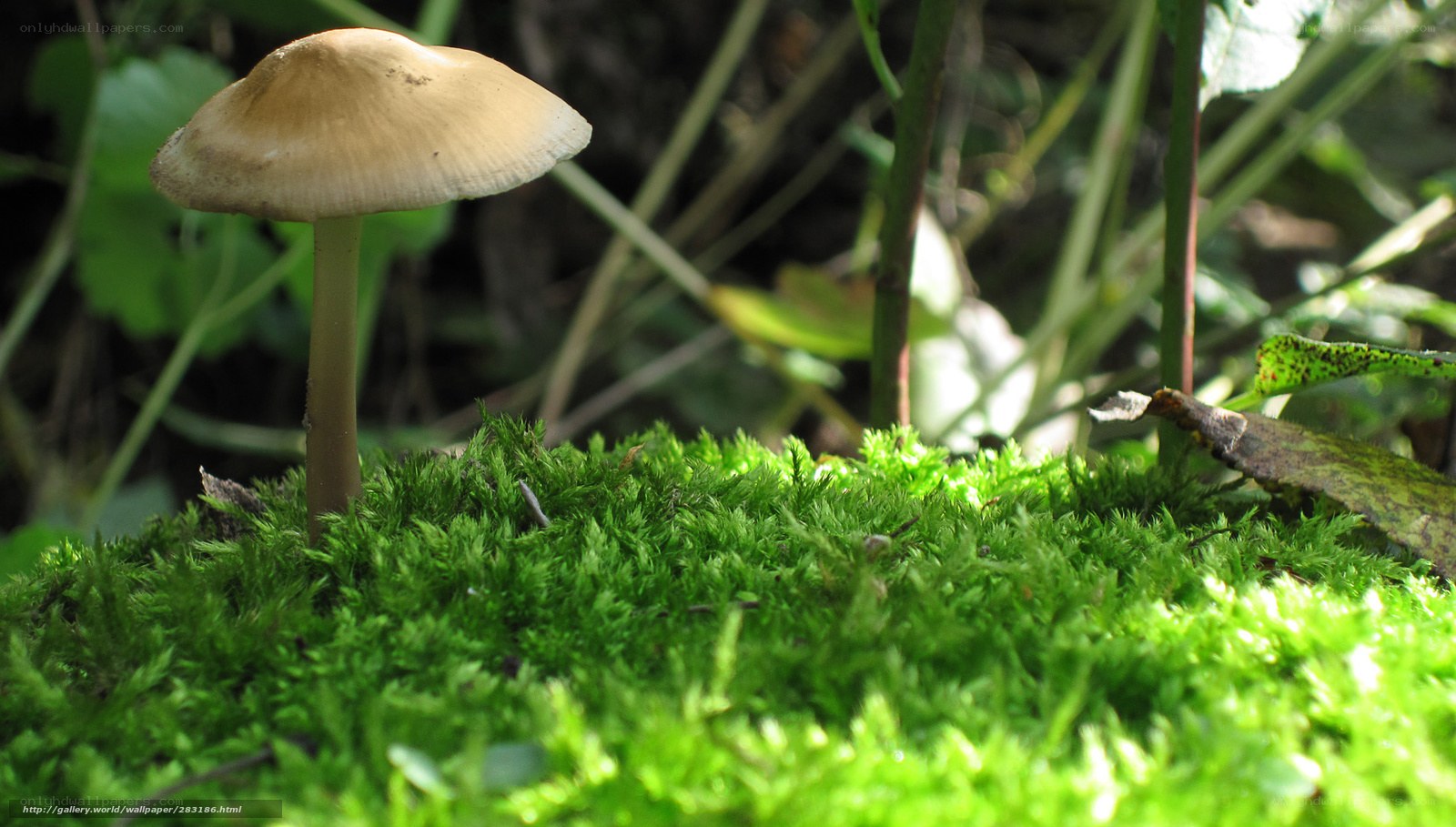 Mushroom on moss in forest