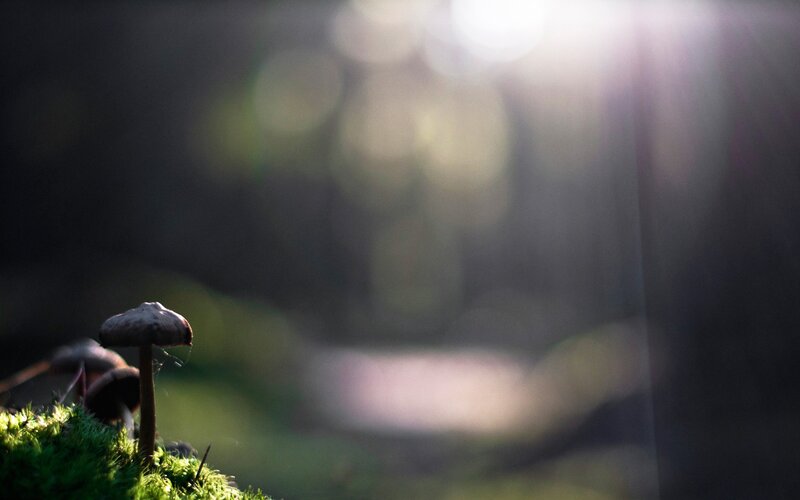 Mushroom on Moss