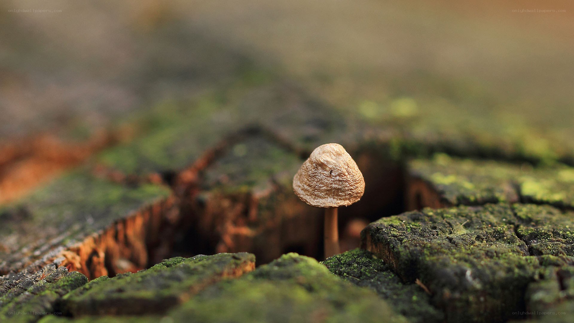 mushroom on mossy log