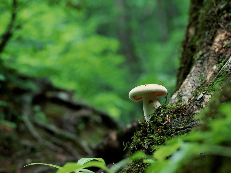 Mushroom on Mossy Log — Green, Serene