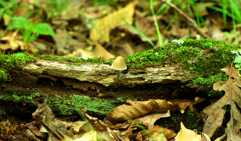 Mushroom on mossy log