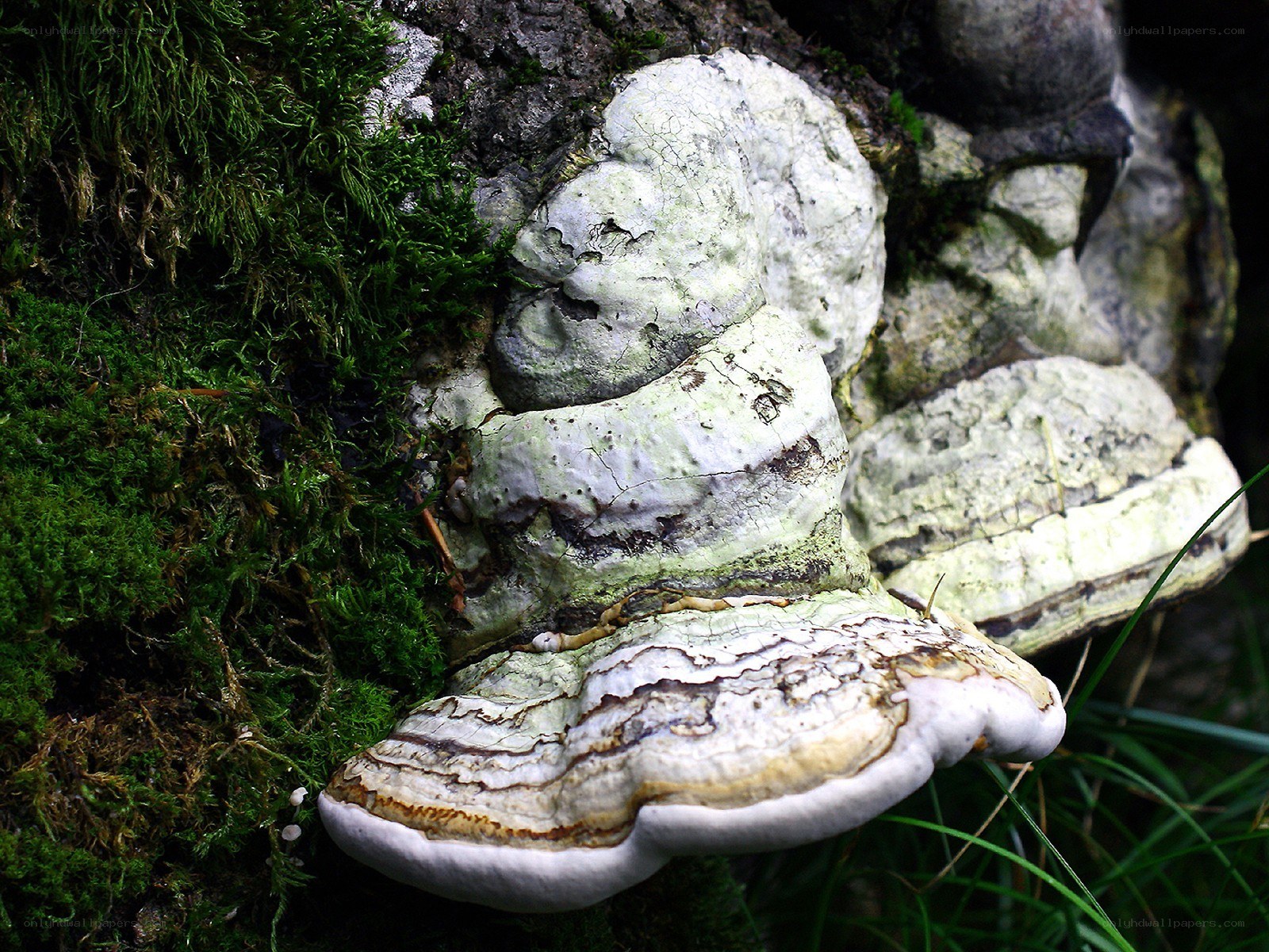 mushroom on mossy tree trunk