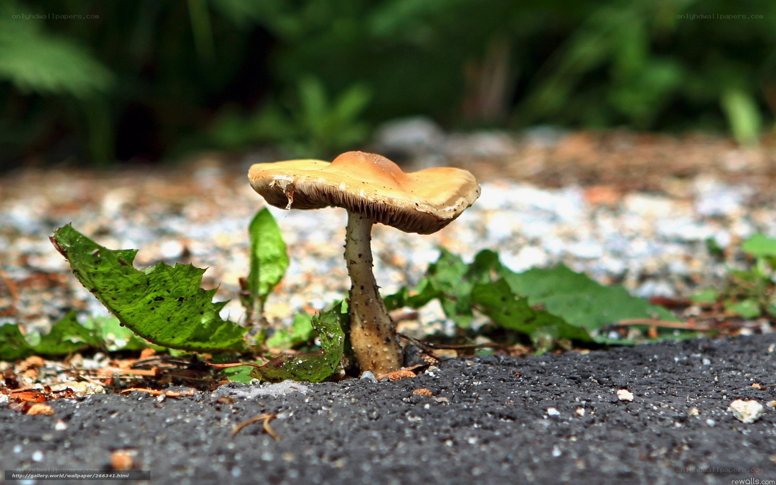 mushroom on pavement