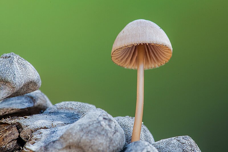 mushroom on rocks