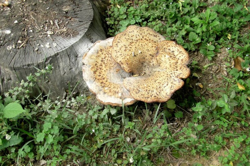 Mushroom on Tree Stump