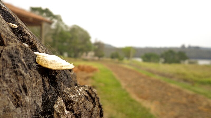 Mushroom on Tree Trunk — Brown