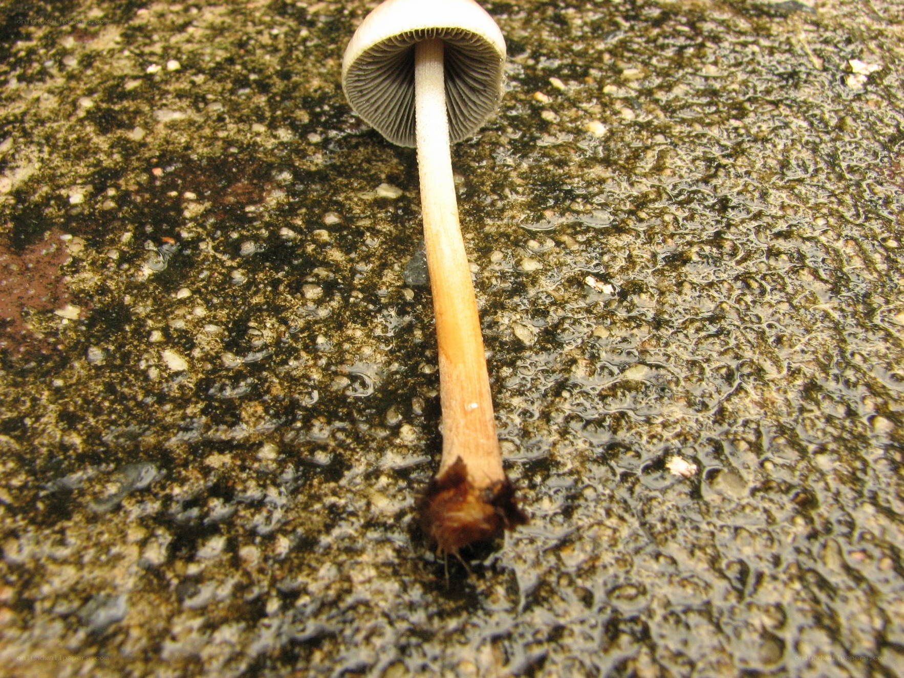mushroom on wet ground