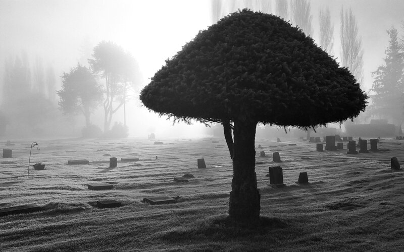 Mushroom-shaped Tree — Black