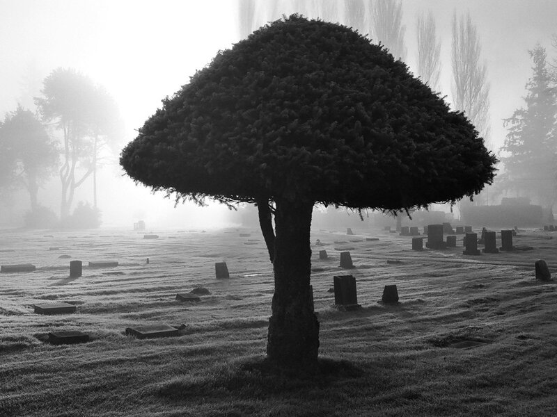 Mushroom-shaped tree in a foggy cemetery