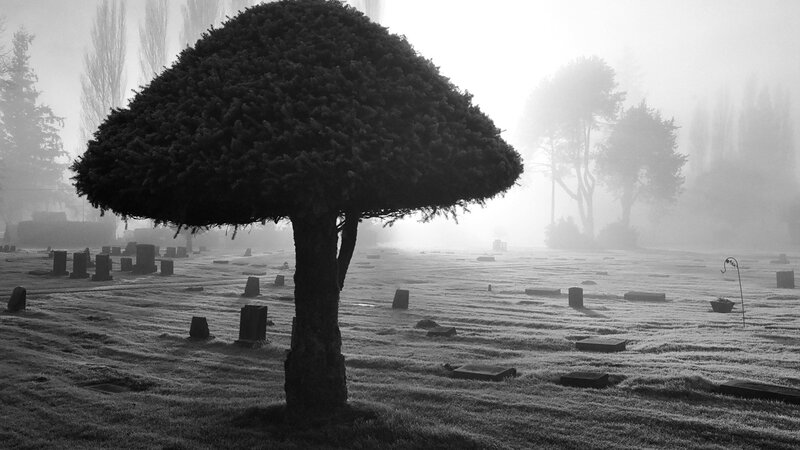 Mushroom-shaped Tree