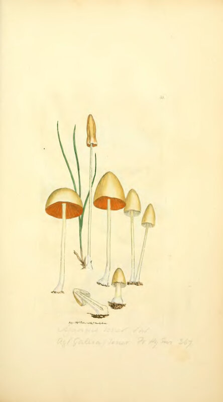 Mushroom species illustration