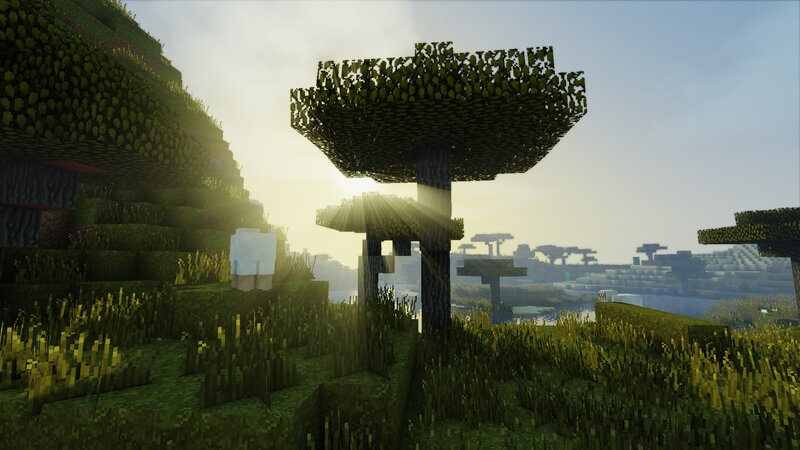 Mushroom Tree in Forest