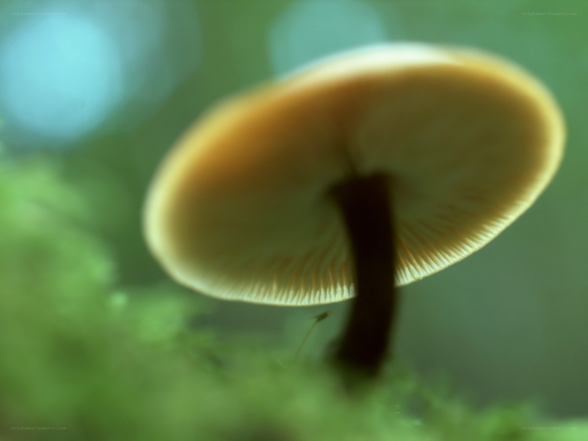 mushroom under canopy