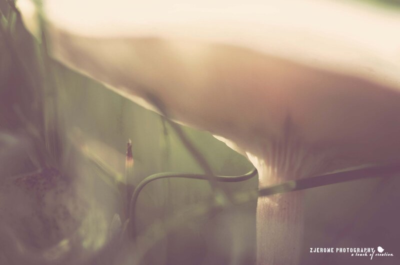 mushroom under soft light