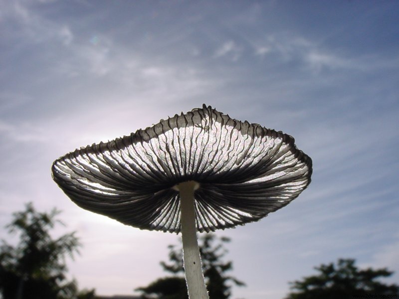 mushroom under sunlight