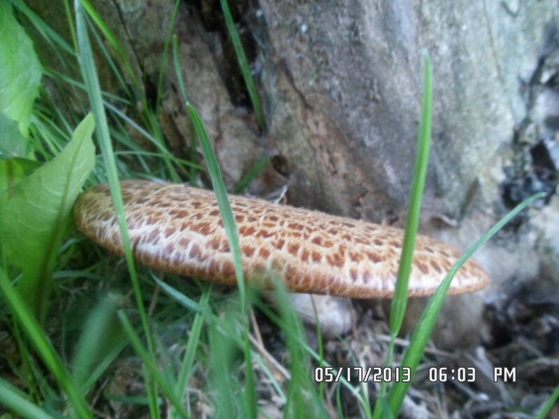 Mushroom under Tree