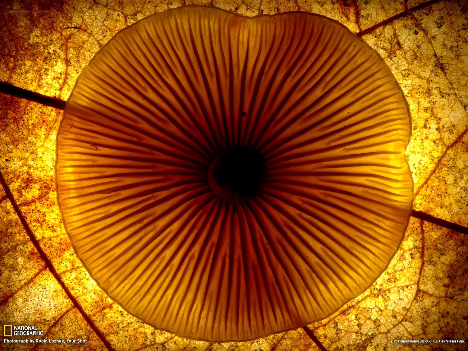 Mushroom underside on leaf