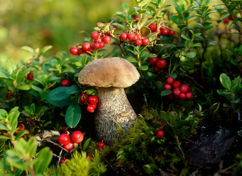 Mushroom with Berries