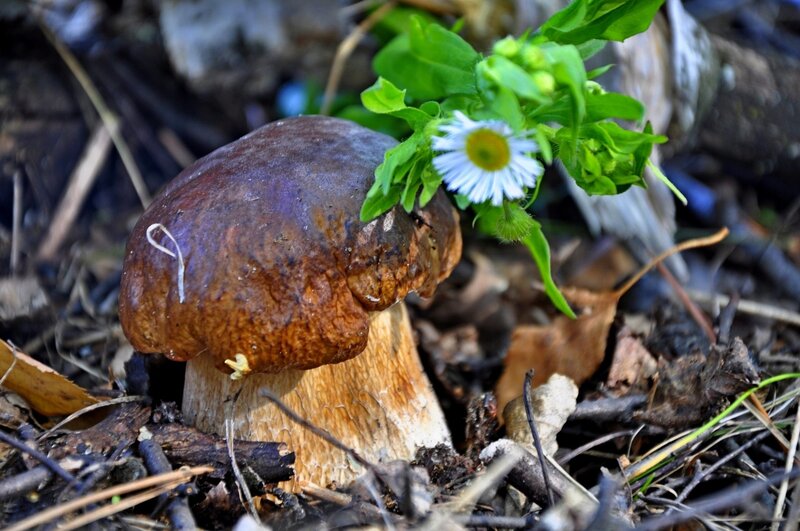 Mushroom with daisy in forest