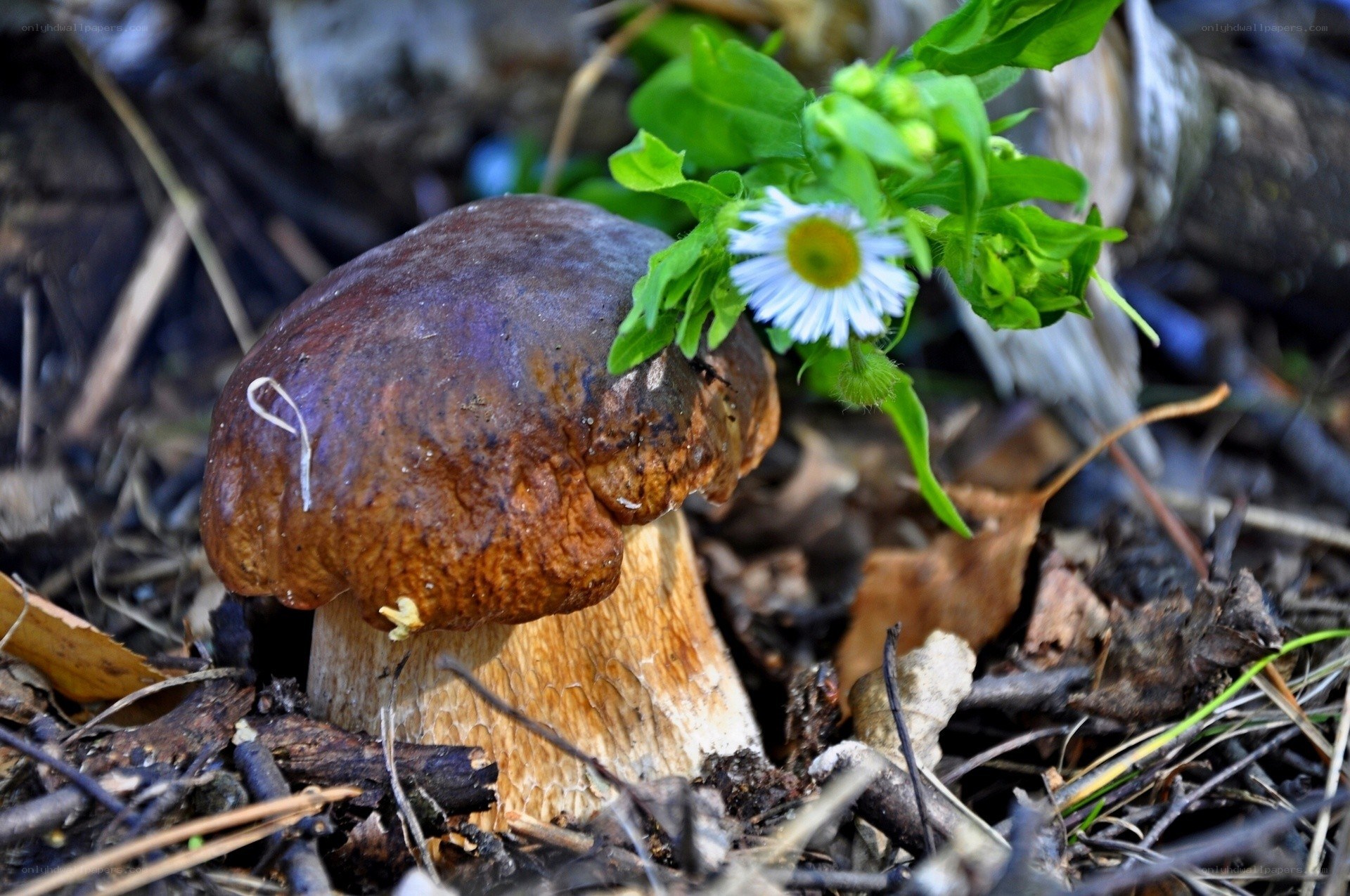 Mushroom with daisy in forest