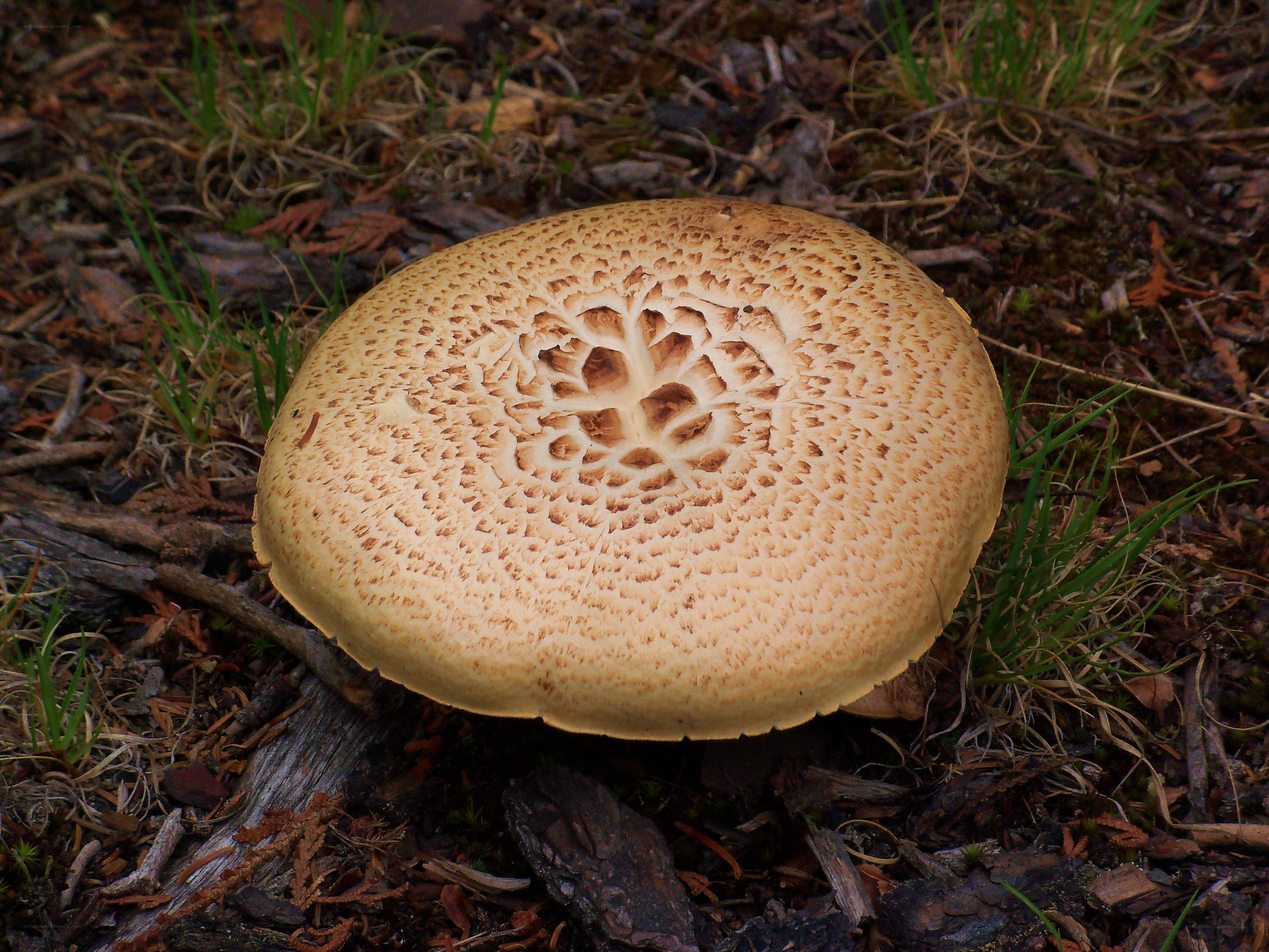 mushroom with intricate cap pattern
