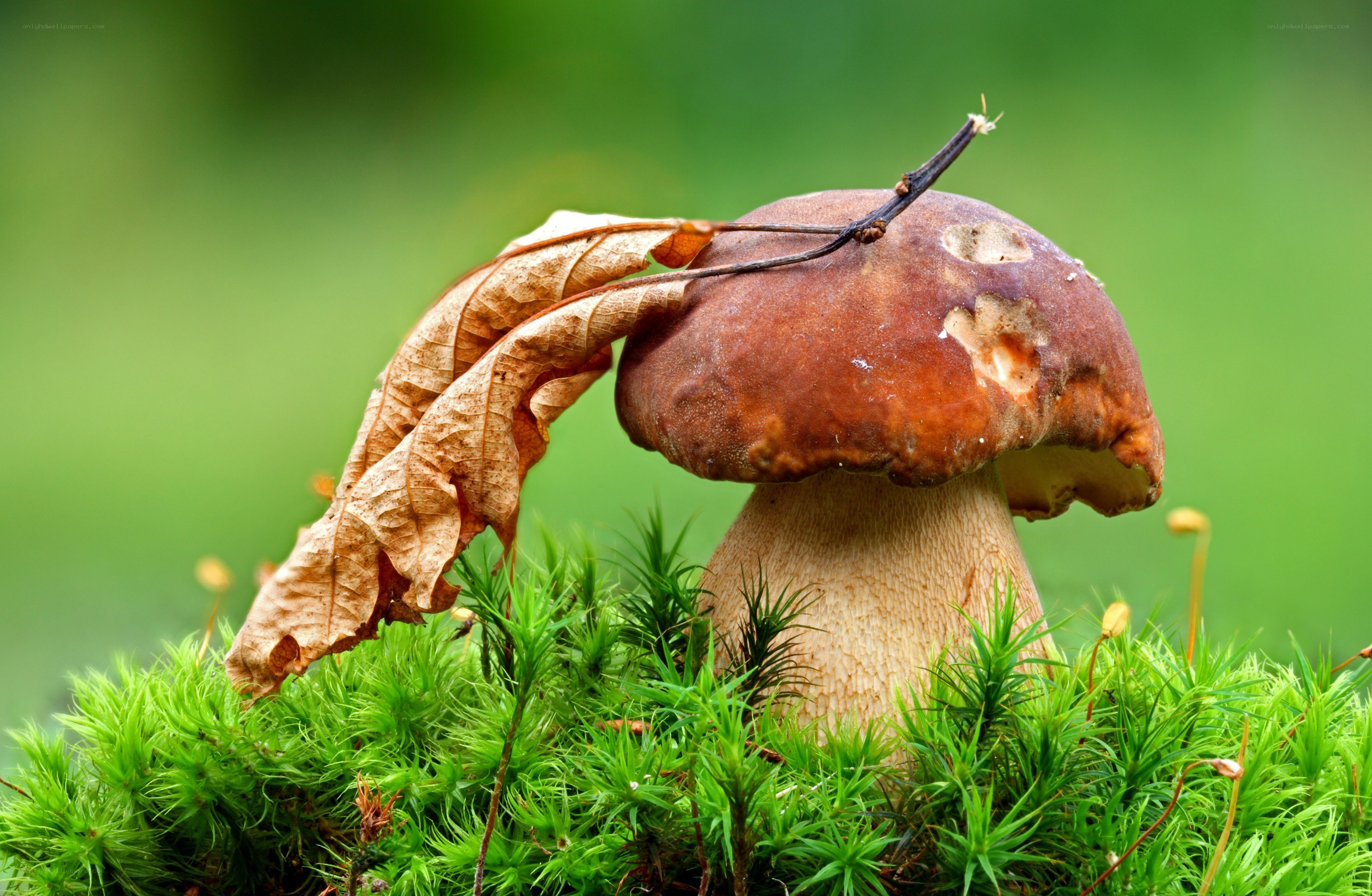 Mushroom with leaf on moss