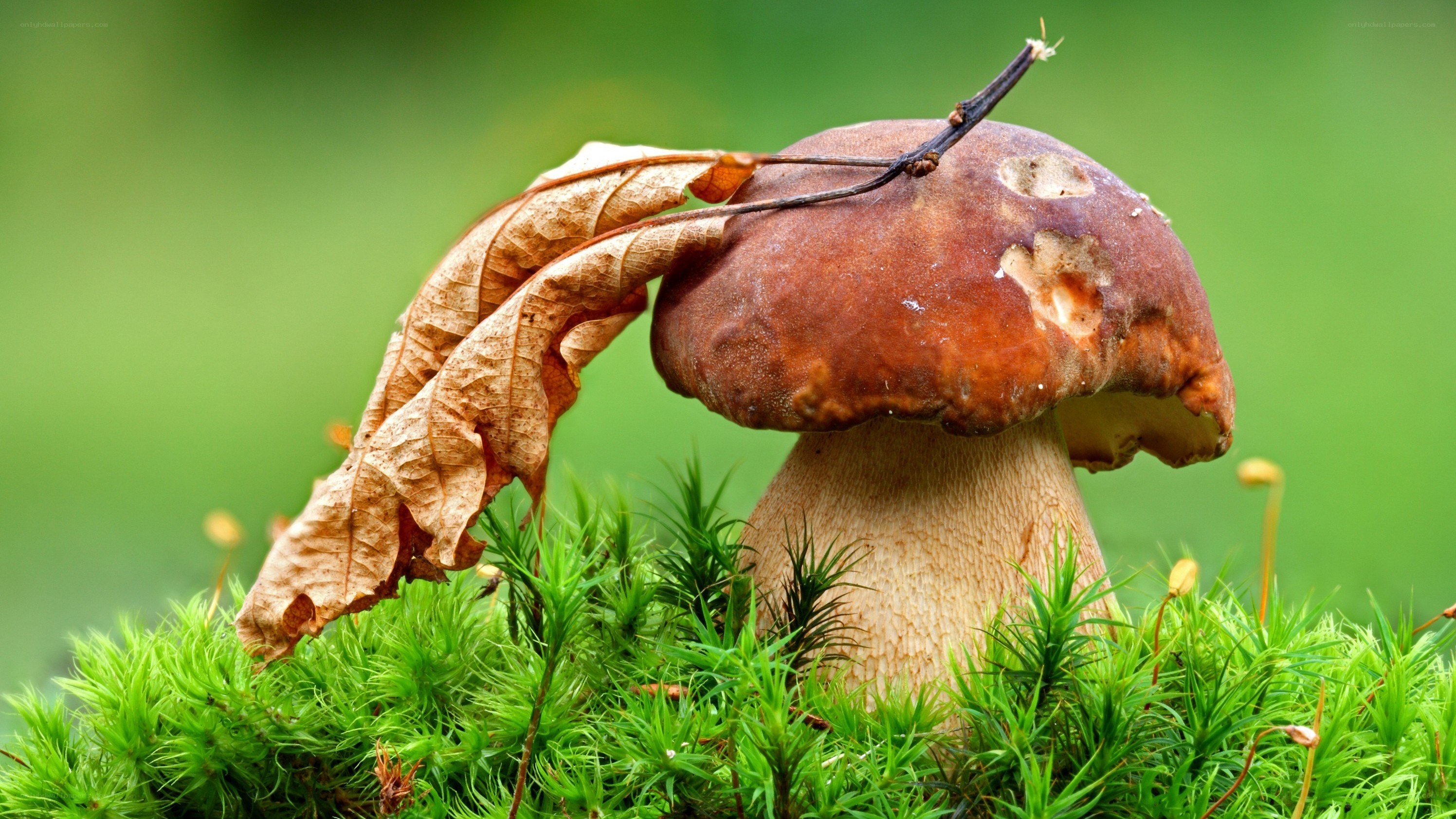 mushroom with leaf on moss