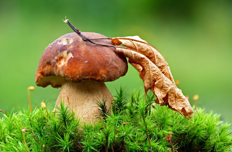 mushroom with leaf on moss
