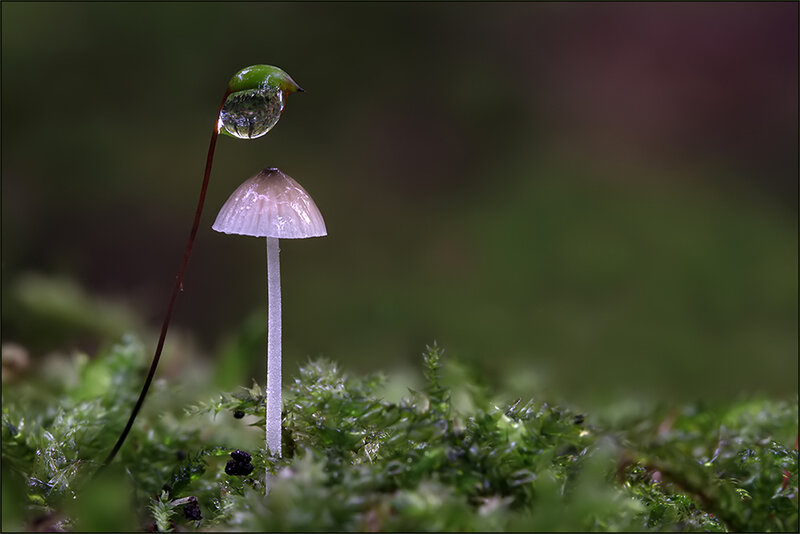 Mushroom with Water Droplet
