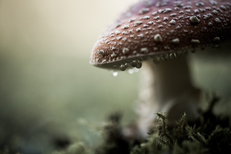 mushroom with water droplets