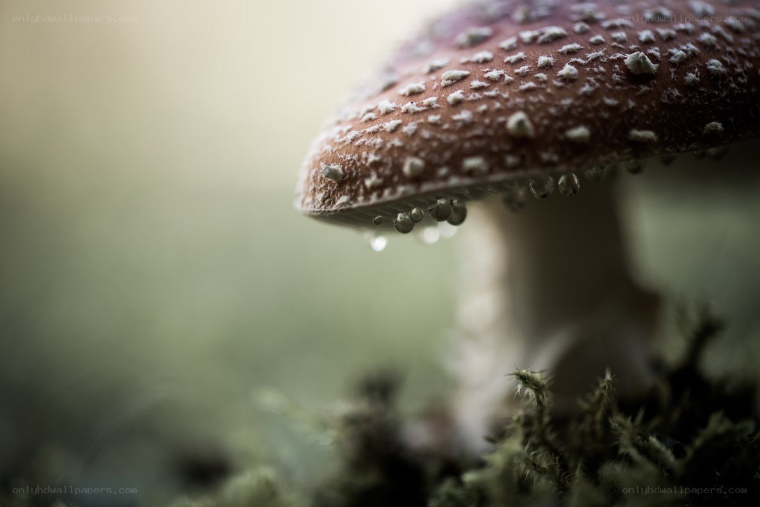 mushroom with water droplets