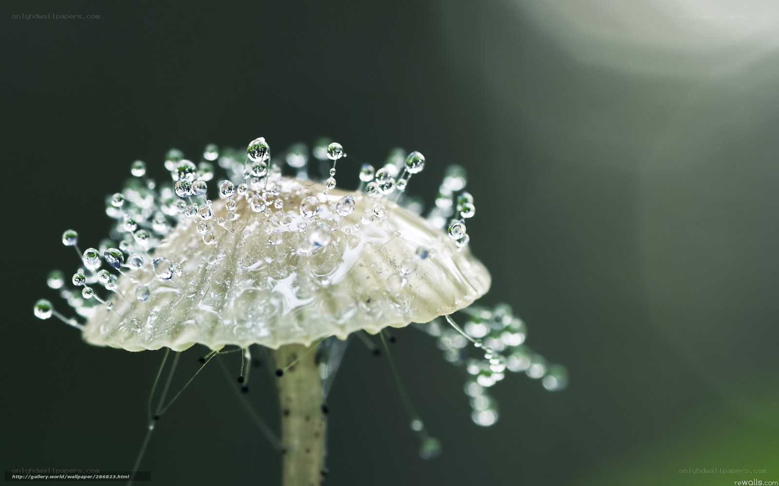 Mushroom with water droplets