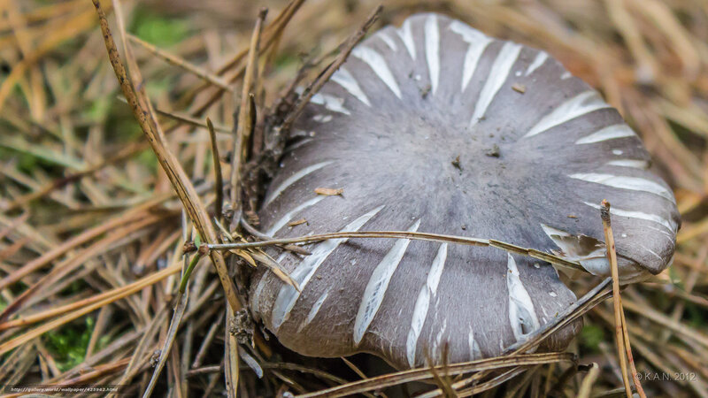 mushroom with white stripes