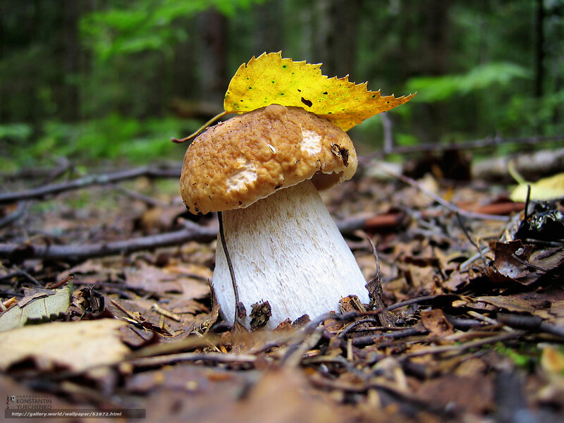 mushroom with yellow leaf