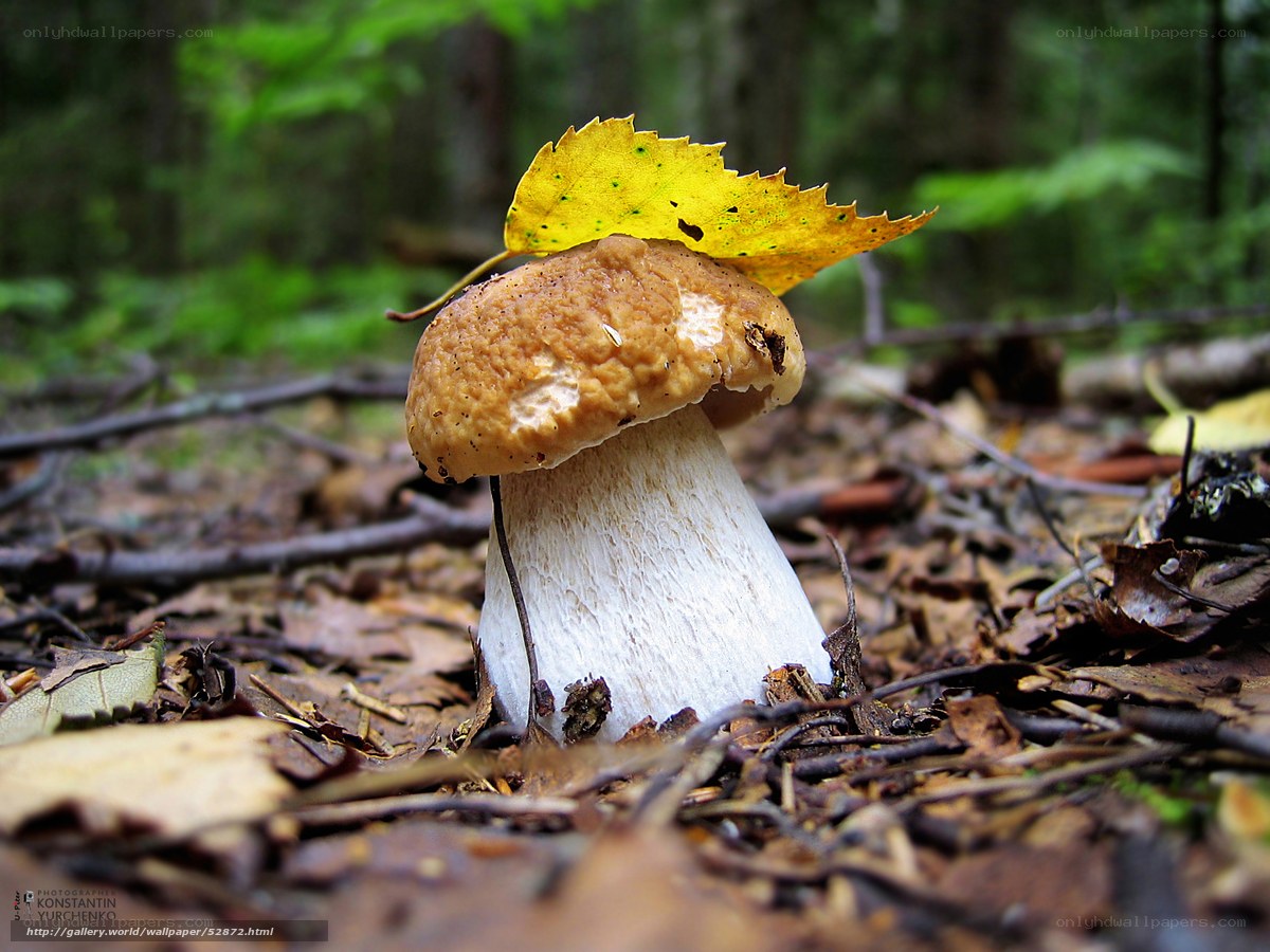 mushroom with yellow leaf